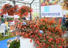 De nieuwe begonia van FloraNova, dit is de Night Fever Popaya uit hun Bossa Nova serie. Zoals je kunt zien, veel bloemen een donker blad.
